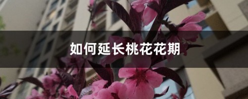 如何延长桃花花期