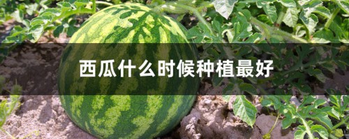 西瓜什么时候种植最好，怎么种植