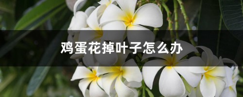 鸡蛋花掉叶子怎么办