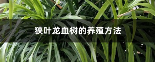 狭叶龙血树的养殖方法