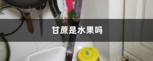 甘蔗是水果吗，甘蔗几月种植