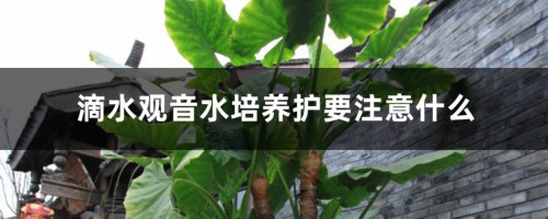 滴水观音水培养护要注意什么，水培的优点