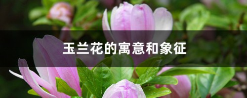 玉兰花的寓意和象征