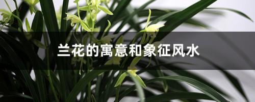 兰花的寓意和象征风水