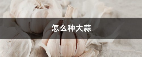 怎么种大蒜，秋播大蒜的栽培方法