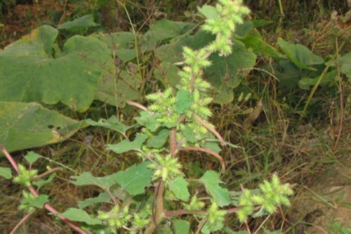 这些“毒草”酷似野菜，不小心吃下去，差点要了他的命！