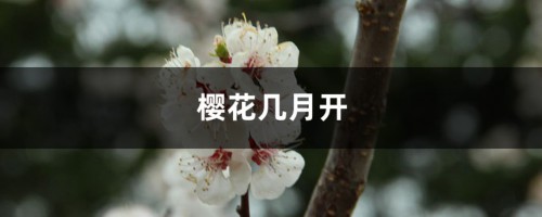 樱花几月开