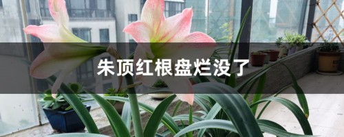 朱顶红根盘烂没了怎么办