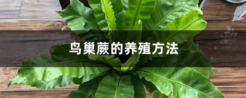 鸟巢蕨的养殖方法和注意事项大全