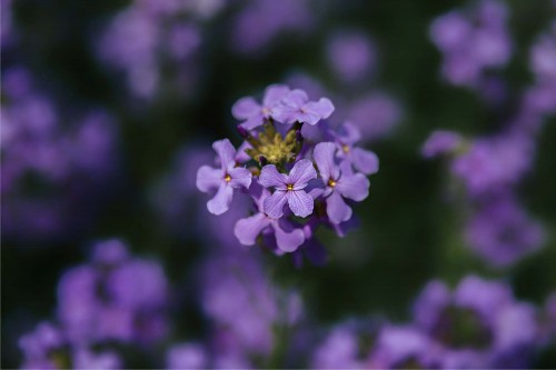 蓝香芥