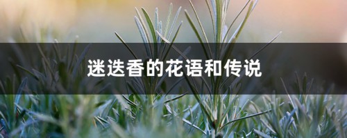 迷迭香的花语和传说