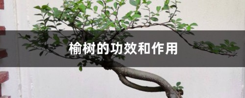 榆树的功效和作用