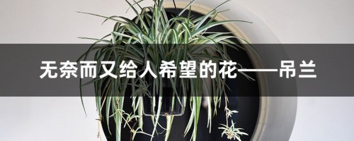 无奈而又给人希望的花——吊兰