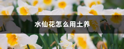 水仙花怎么用土养