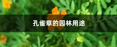 孔雀草的园林用途，种植注意事项