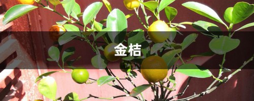 养的“金桔”开始掉叶子，别急，看看是不是因为“它”？