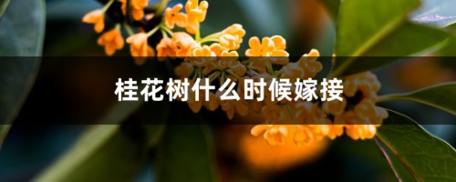 桂花树什么时候嫁接