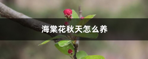 海棠花秋天怎么养