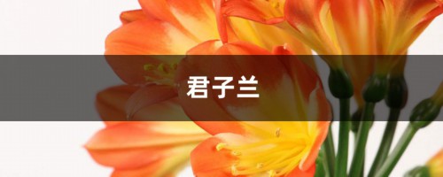 君子兰秋天这样养，叶子油光发亮，花苞呼呼窜！