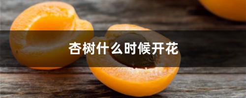 杏树什么时候开花