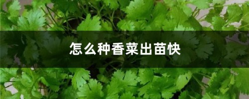 怎么种香菜出苗快