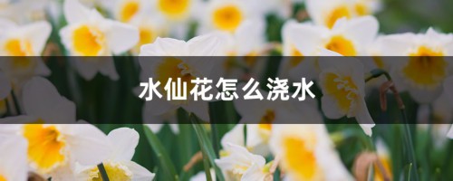 水仙花怎么浇水