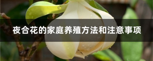 夜合花的家庭养殖方法和注意事项