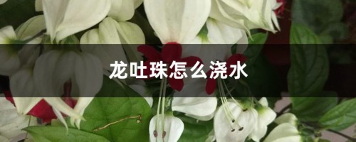 龙吐珠怎么浇水