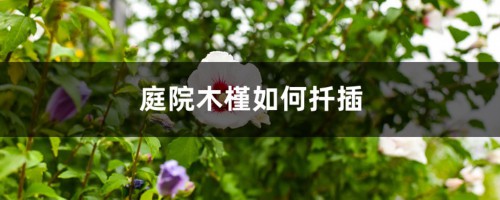 庭院木槿如何扦插