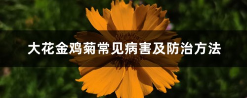 大花金鸡菊常见病害及防治方法